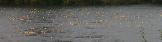 seaofducks.jpg